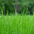 Occupy Denver Poem: This Grass is My Grass What would you give,<br/>
To control that blade of grass,<br/>
Time in your day,<br/>
Your salaries,<br/>
Your freedom, <br/>
Your life?*<br/>
Denver police, state patrol, federal police,**<br/>
Please step back, step aside,<br/>
Step in and join us,<br/>
Together let's put people first,<br/>
And let the corporations serve the people or be voted out of existence.<br/>
<i>I wrote this poem in response to the struggle for the lawn that occurred again </i>